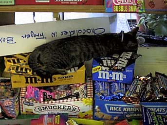 shopcat